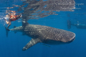 My soon with Whaleshark, Isla Contoy México by Alejandro Topete 